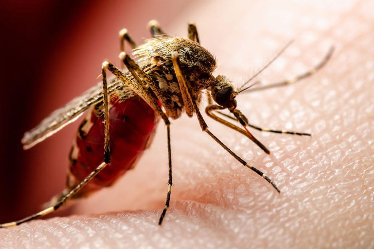 روش انتقال تب دِنگی