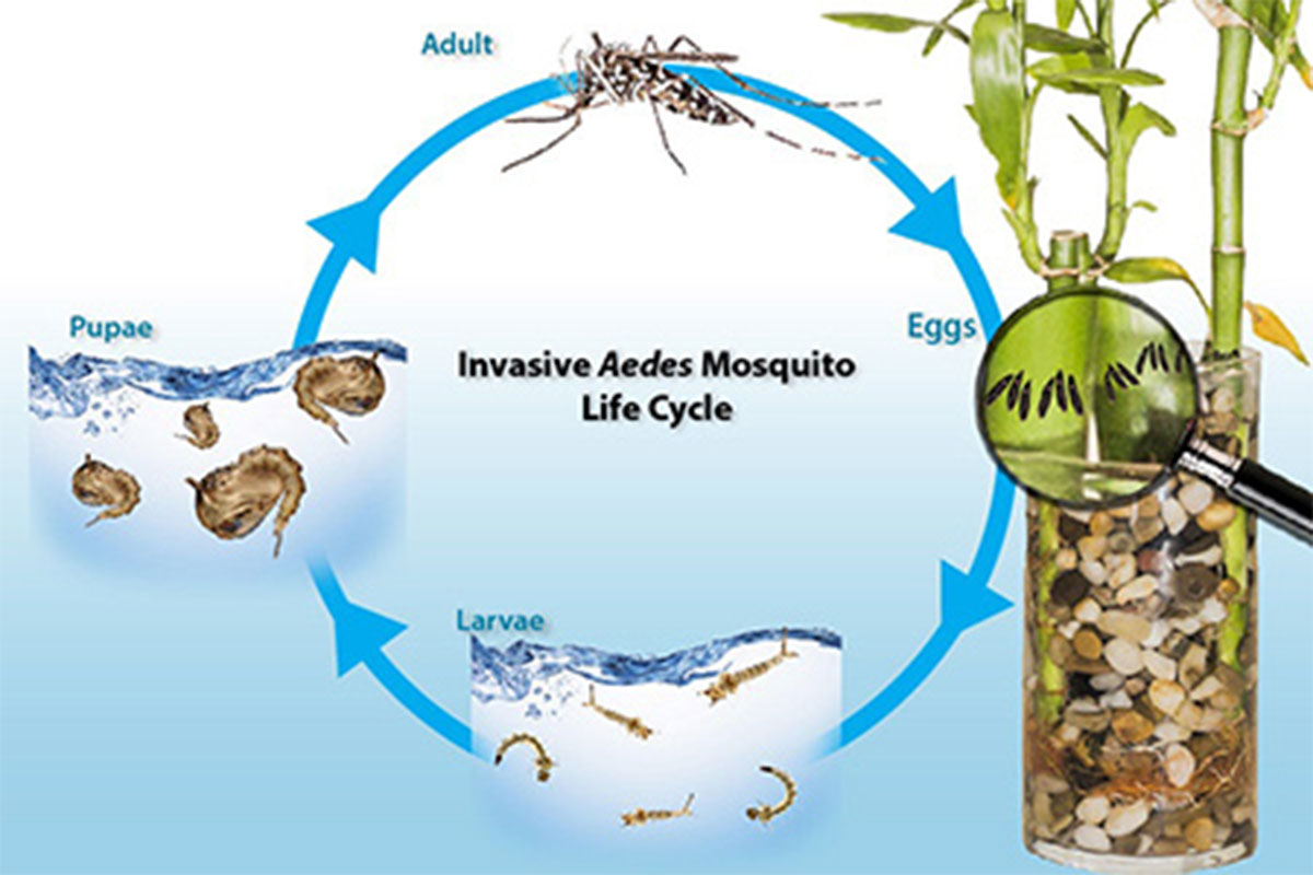 محل تکثیر و تخم‌ریزی پشه آئدس