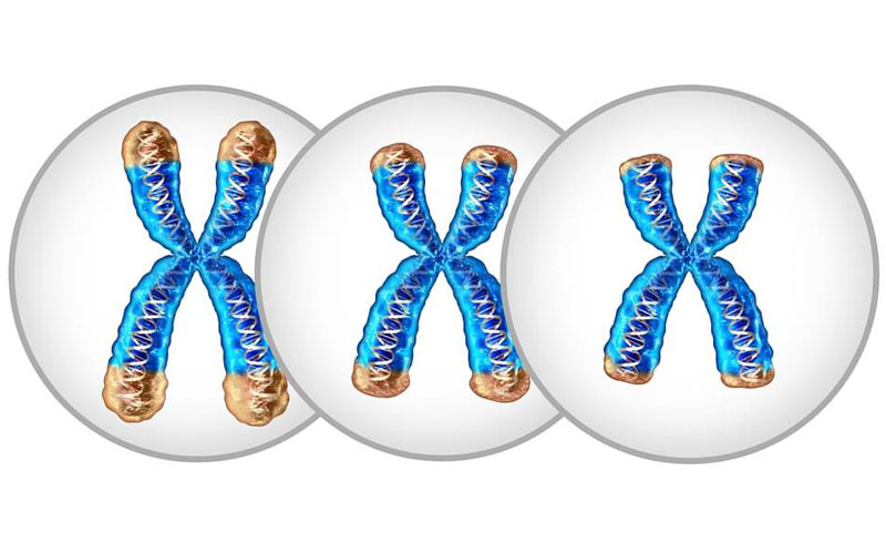 پیری بیولوژیکی و تلومرها